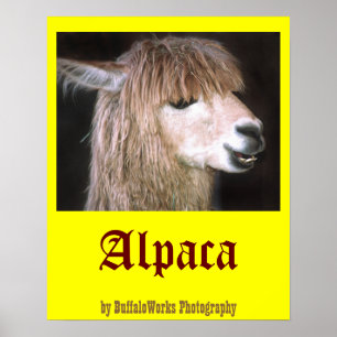 Ringo-Alpaca-Poster Poster