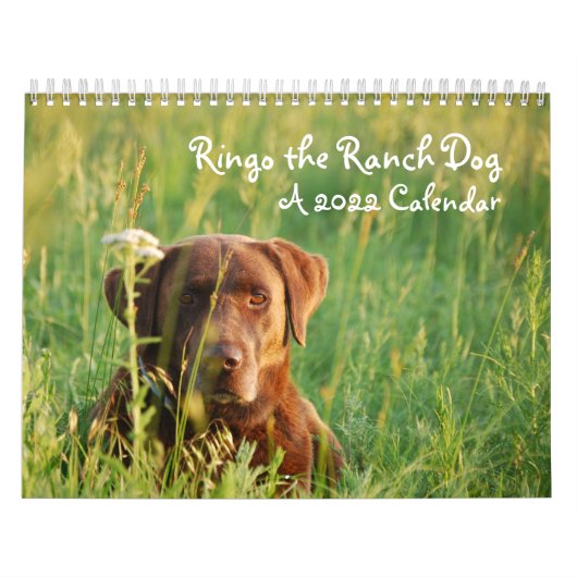 Ringo the Chocolate Labrador Calendar Kalender (Titelbild)