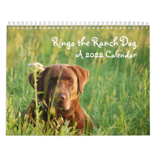 Ringo the Chocolate Labrador Calendar Kalender