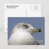 Ringschädelglanzkarte Postkarte (Vorne/Hinten)