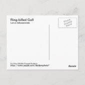 Ringschädelglanzkarte Postkarte (Rückseite)