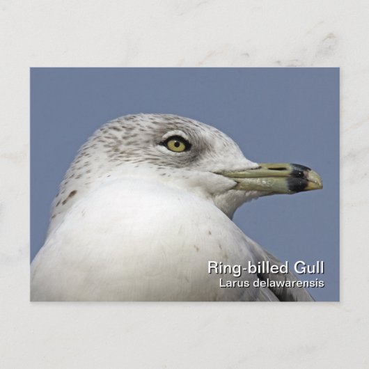 Ringschädelglanzkarte Postkarte (Vorderseite)