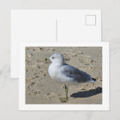 Ringschädelmöwe Feiertagspostkarte (Vorne/Hinten)