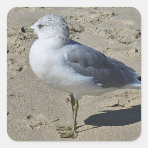 Ringschädelmöwe Quadratischer Aufkleber