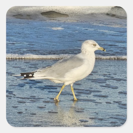Ringschädelmöwe Quadratischer Aufkleber (Vorderseite)