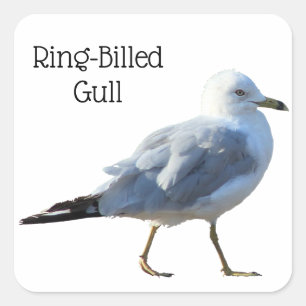 Ringschädelmöwe Quadratischer Aufkleber