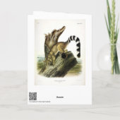 Ringschwanz (Ringschwanzbassaris, Ringschwanzkatze Karte (Rückseite)