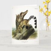 Ringschwanz (Ringschwanzbassaris, Ringschwanzkatze Karte (Gelbe Blume)