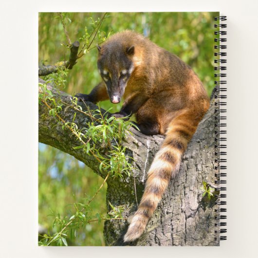 Ringschwanzcoati auf Zweig Notizblock (Rückseite)