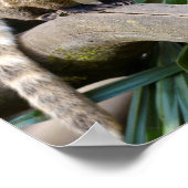 Ringschwanzcoati auf Zweig Poster (Ecke)