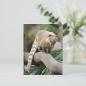 Ringschwanzcoati auf Zweig Postkarte (Stehend Vorderseite)