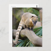 Ringschwanzcoati auf Zweig Postkarte (Vorne/Hinten)