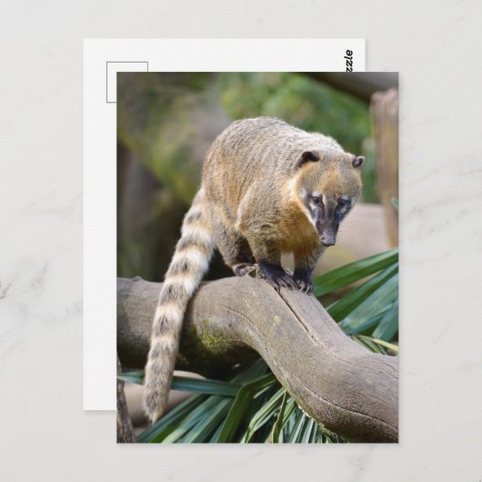 Ringschwanzcoati auf Zweig Postkarte (Vorne/Hinten)
