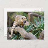 Ringschwanzcoati auf Zweig Postkarte (Vorne/Hinten)