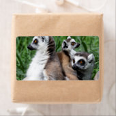 Ringschwanzfamilie Lemur (Insitu)