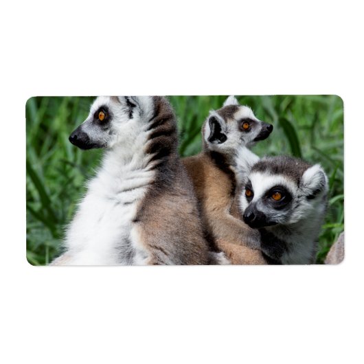 Ringschwanzfamilie Lemur (Vorne)