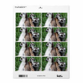 Ringschwanzfamilie Lemur (Vorne)