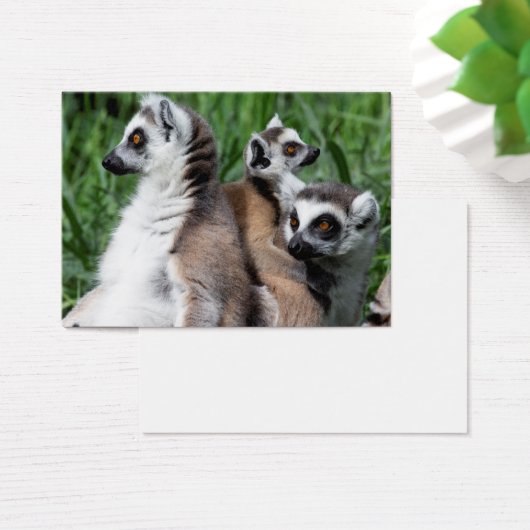 Ringschwanzfamilie Lemur (Schreibtisch)