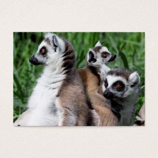Ringschwanzfamilie Lemur (Vorderseite)