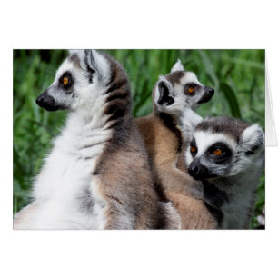 Ringschwanzfamilie Lemur