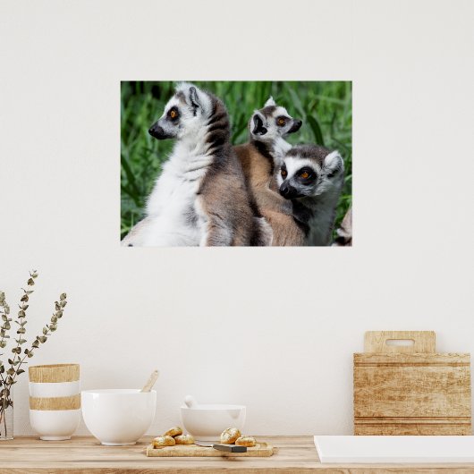 Ringschwanzfamilie Lemur Poster (Küche)