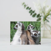 Ringschwanzfamilie Lemur Postkarte (Stehend Vorderseite)