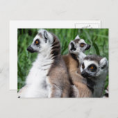Ringschwanzfamilie Lemur Postkarte (Vorne/Hinten)
