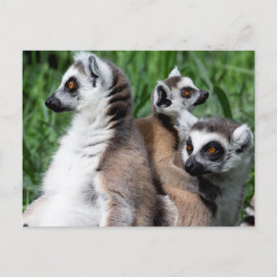 Ringschwanzfamilie Lemur Postkarte