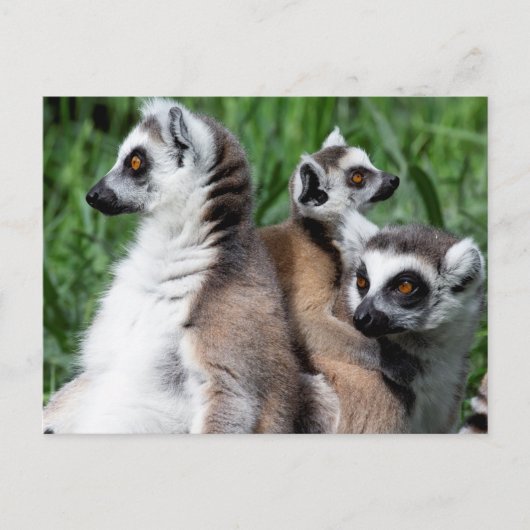 Ringschwanzfamilie Lemur Postkarte (Vorderseite)