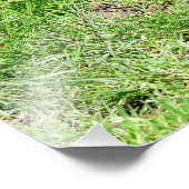 Ringschwanzkati auf Gras Fotodruck (Ecke)