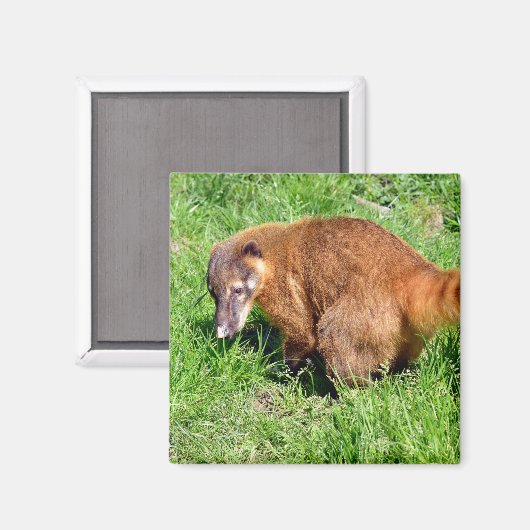 Ringschwanzkati auf Gras Magnet (Vorderseite/Rückseite)