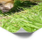 Ringschwanzkati auf Gras Poster (Ecke)