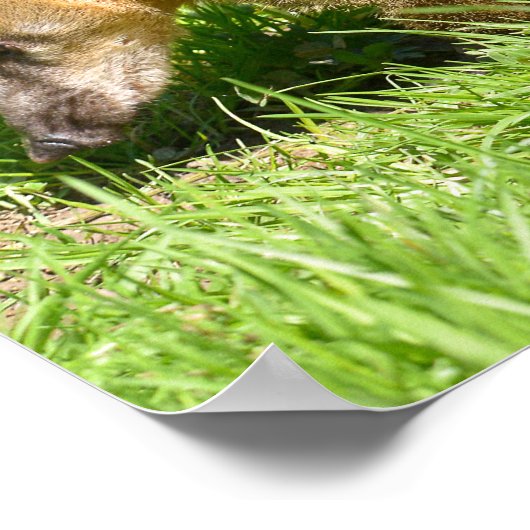 Ringschwanzkati auf Gras Poster (Ecke)