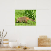 Ringschwanzkati auf Gras Poster (Küche)