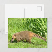 Ringschwanzkati auf Gras Postkarte (Vorne/Hinten)