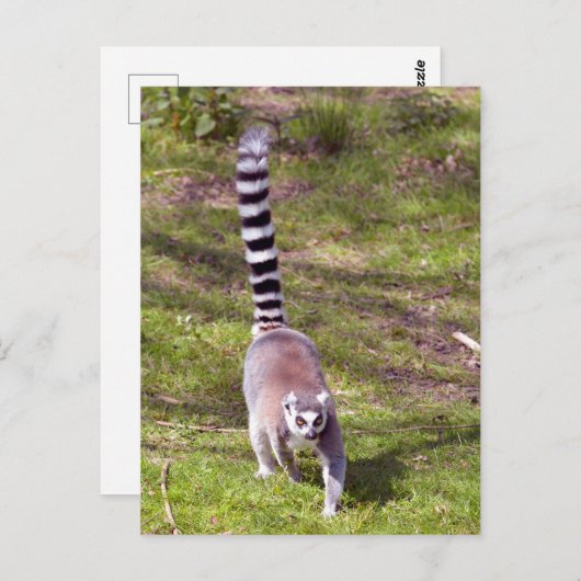 Ringschwanzlemmeln auf Gras Postkarte (Vorne/Hinten)