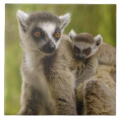 Ringschwanzlemmeln (Lemur catta) Mutter & Baby. Fliese (Vorderseite)