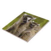 Ringschwanzlemmeln (Lemur catta) Mutter & Baby. Fliese (Seite)