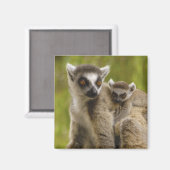 Ringschwanzlemmeln (Lemur catta) Mutter & Baby. Magnet (Vorderseite/Rückseite)