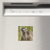 Ringschwanzlemmeln (Lemur catta) Mutter & Baby. Magnet (In Situ (Geschirrspüler))