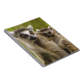 Ringschwanzlemmeln (Lemur catta) Mutter & Baby. Notizblock (Rechte Seite)