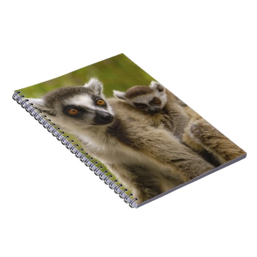 Ringschwanzlemmeln (Lemur catta) Mutter & Baby. Notizblock (Rechte Seite)