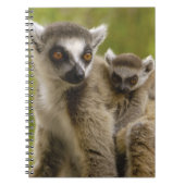 Ringschwanzlemmeln (Lemur catta) Mutter & Baby. Notizblock (Vorderseite)