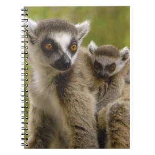 Ringschwanzlemmeln (Lemur catta) Mutter & Baby. Notizblock