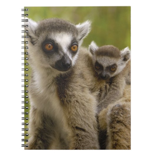 Ringschwanzlemmeln (Lemur catta) Mutter & Baby. Notizblock (Vorderseite)