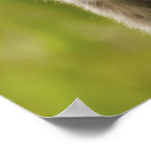 Ringschwanzlemmeln (Lemur catta) Mutter & Baby. Poster (Ecke)