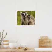 Ringschwanzlemmeln (Lemur catta) Mutter & Baby. Poster (Küche)