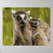 Ringschwanzlemmeln (Lemur catta) Mutter & Baby. Poster (Vorne)