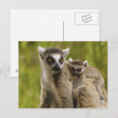 Ringschwanzlemmeln (Lemur catta) Mutter & Baby. Postkarte (Vorne/Hinten)