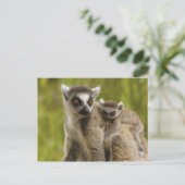 Ringschwanzlemmeln (Lemur catta) Mutter & Baby. Postkarte (Stehend Vorderseite)